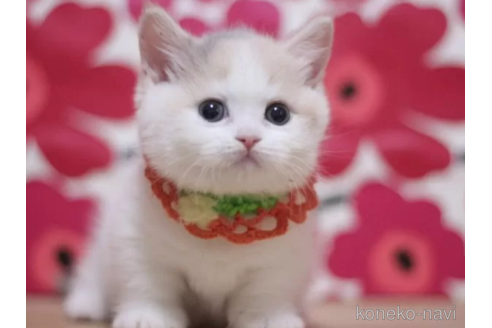 成約済の東京都のマンチカン(短足)-105729の1枚目